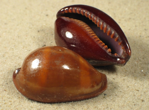 Cypraea succincta adusta 3,5+cm