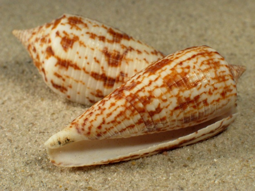 Conus australis PH 5,5+cm