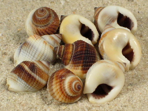 Nassarius elegantissimus 0,8+cm (x10)