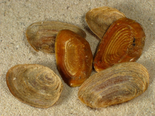 Buccinum undatum Operculum 2+cm