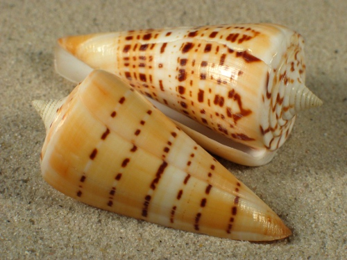 Conus monile IN 5,4+cm