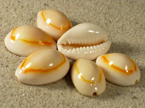 Cypraea annulus yellow 1,5+cm (x3)