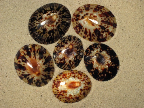 Cellana testudinaria poliert 4+cm