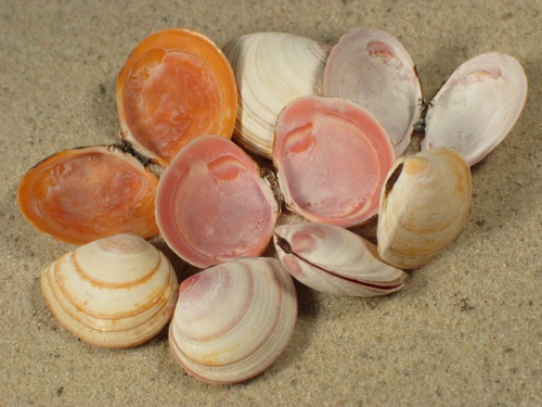 Macoma balthica DK 1,5+cm (x2)