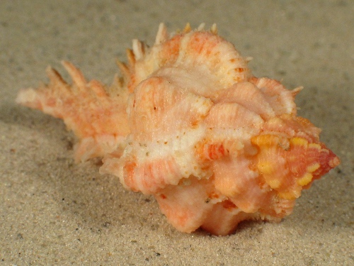 Chicomurex venustulus 4,5+cm