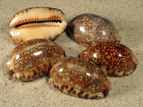 Cypraea arabica PH 3,5+cm