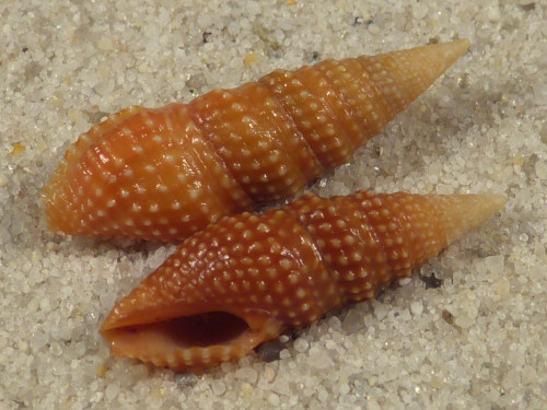 Crassispira scala PH 2+cm