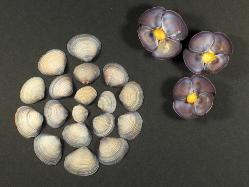 Violette Krbchenmuschel 1/2 1-2,5cm (x30)