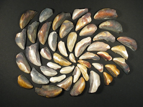 Fossilised Blue Mussel pieces 1,5-6,5cm (25g)