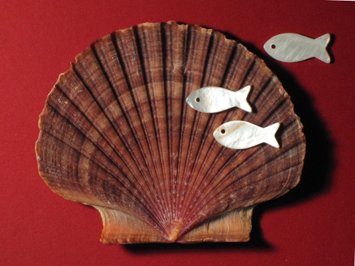 Mexican Buttercup shell 1/2 flat 7-9,5cm