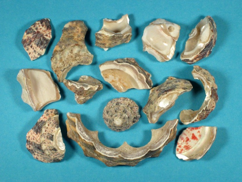 Trochus shell pieces 2-6cm (50g)