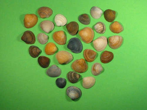 Fossile Herzmuschel 1/2 1,5-2,5cm (x30)