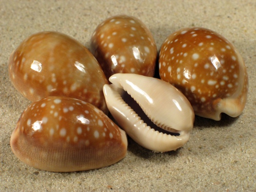 Cypraea vitellus PH 3+cm