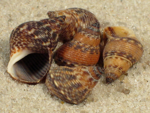 Littoraria scabra 1+cm