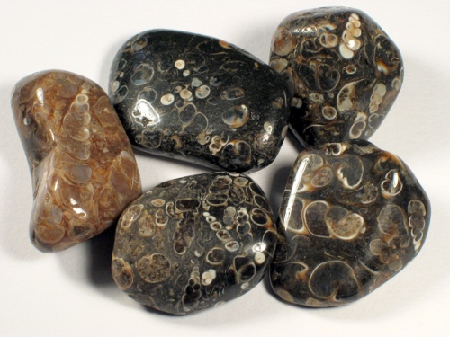 Snail agate tumbled Eocene US 2,5+cm