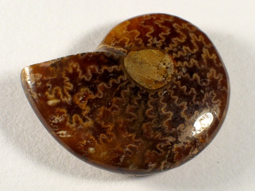 Ammonite Cretaceous MG 4,3cm