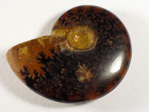 Ammonite Cretaceous MG 5,9cm