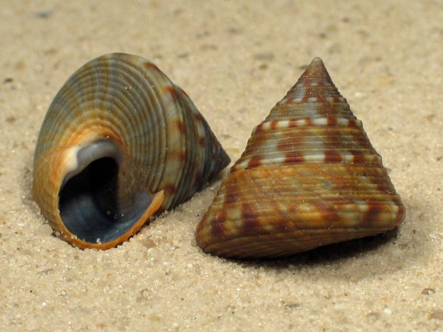 Calliostoma zizyphinum FR-Atlantic *extra* 1,8+cm