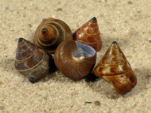 Calliostoma laugieri FR-Mediterranean 0,8+cm