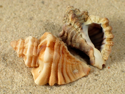 Ocenebra erinaceus FR-Mittelmeer 2,5+cm