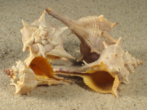Bolinus brandaris FR-Mittelmeer 4,5+cm
