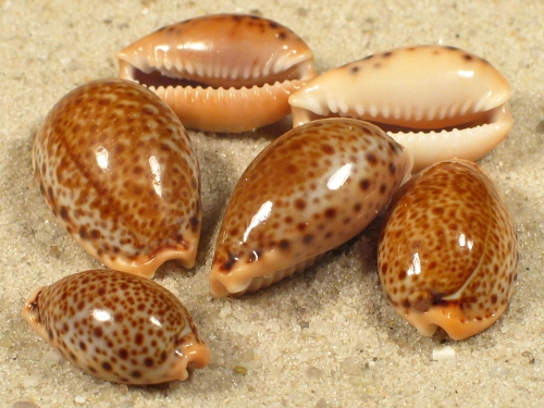 Cypraea spurca CV 1,8+cm