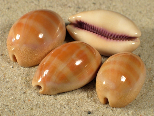 Cypraea carneola PH 2+cm