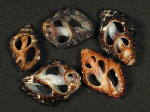 Tenguella granulata Gehuseschnitt 1,2+cm