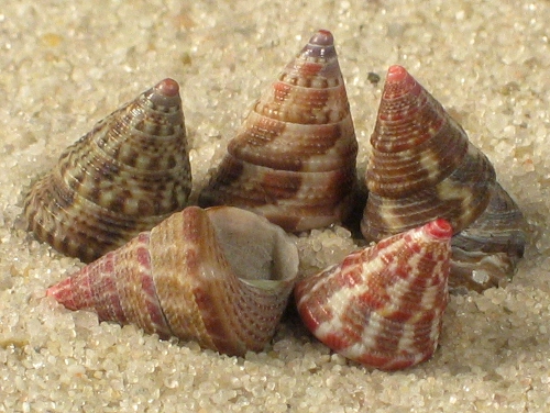 Jujubinus exasperatus FR-Mittelmeer 0,7+cm