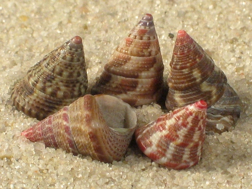 Jujubinus exasperatus FR-Mediterranean 0,7+cm