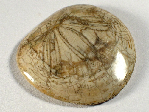 Dendraster gibbsii poliert Pliozn US 3,6+cm