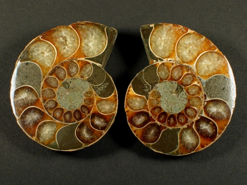 Ammonite cut polished paired Cretaceous MG 3,5+cm (x2)