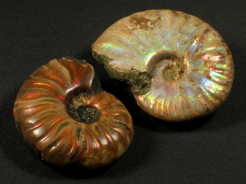 Iridescent ammonite Jura MG 3,5-4,5cm