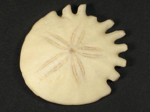 Heliophora orbiculus Pliocene MA 2,7+cm