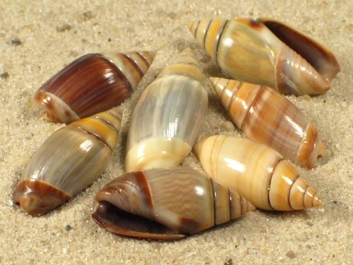 Olivella volutella MX 1+cm Farbenmix  (x5)
