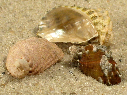 Stomatia phymotis PH 1,7+cm