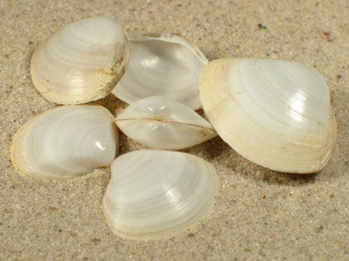 Mactra corallina FR-Mediterranean 2,5+cm