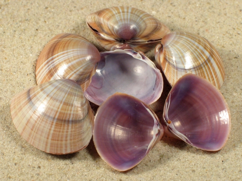 Mactra stultorum (x2) FR-Mittelmeer 2,5+cm