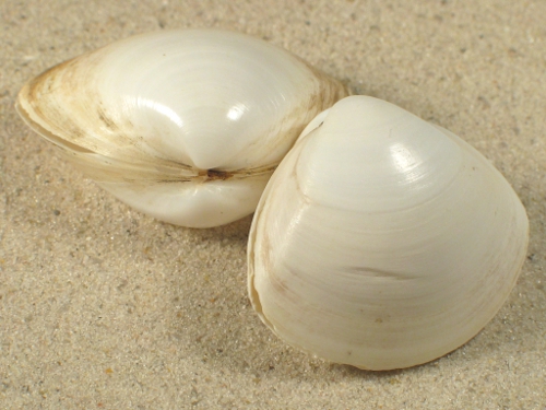 Mactra corallina FR-Mittelmeer 3,5+cm