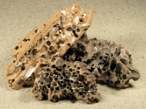 Teredo navalis Boreholes FR-Mediterranean in 5+cm wood