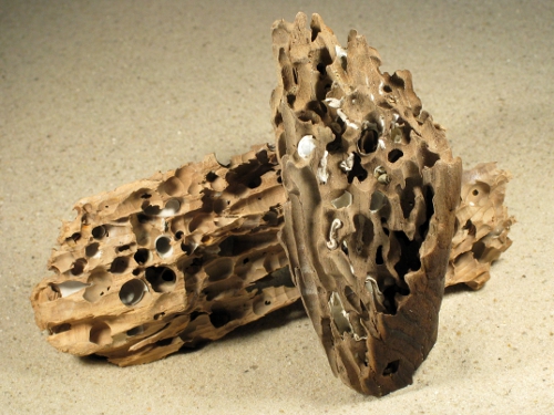 Teredo navalis Bohrlöcher FR-Mittelmeer in 10+cm Holz