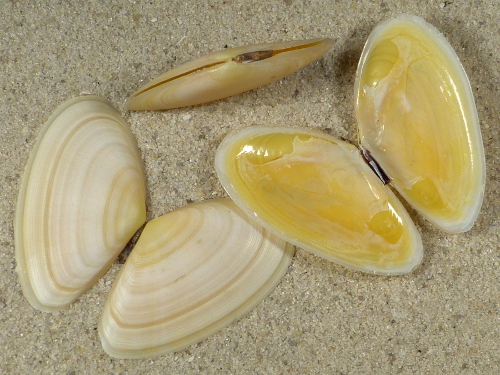 Peronidia albicans FR-Mittelmeer 3,2+cm