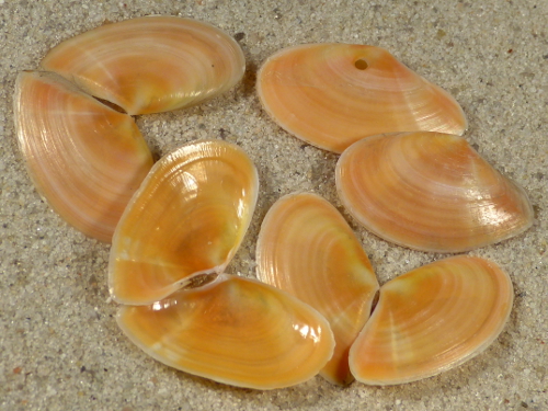 Bosemprella incarnata FR-Mittelmeer 2+cm