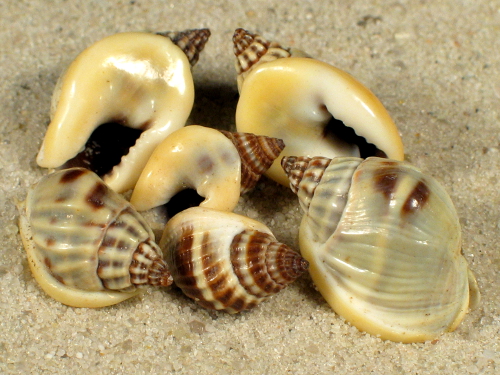 Nassarius pullus 1,5+cm