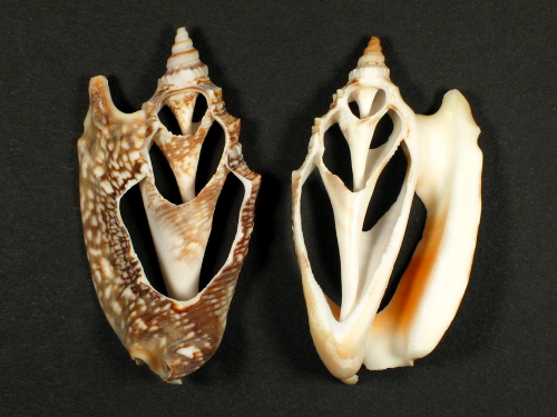 Euprotomus aurisdianae Gehuseschnitt 4,5+cm