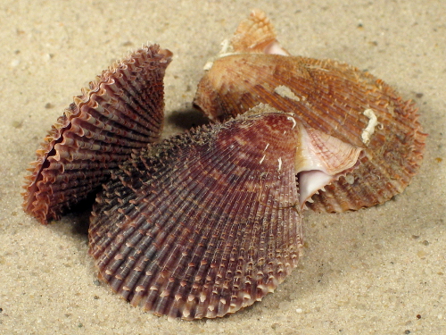 Mimachlamys varia FR-Mediterranean 3+cm