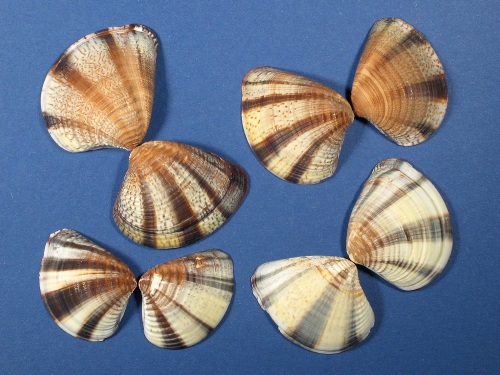Mexican Sunset Clam 1/2 3-4,5cm (x2)