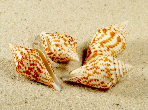 Conus praecellens 3+cm