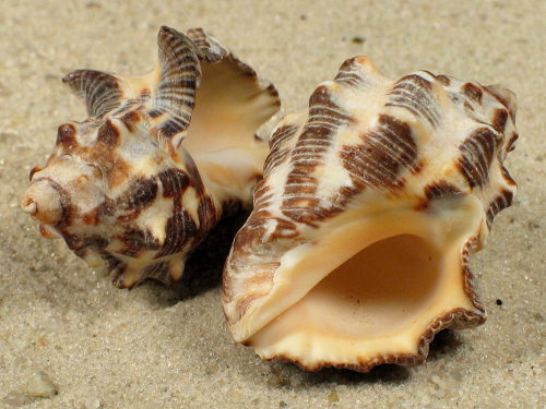 Reishia bitubercularis 3,5+cm