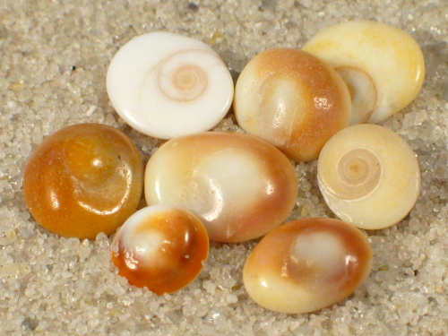 Bolma rugosa Operculum FR-Mittelmeer 0,5+cm